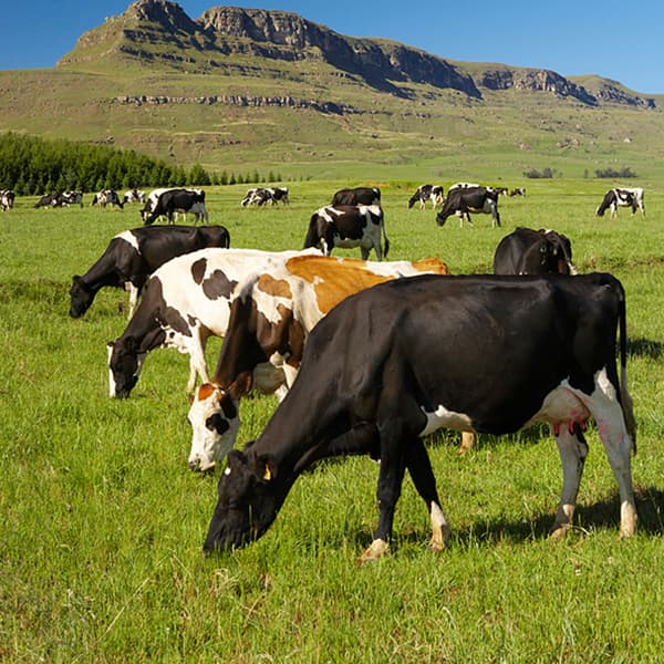 智能畜牧
行业应用