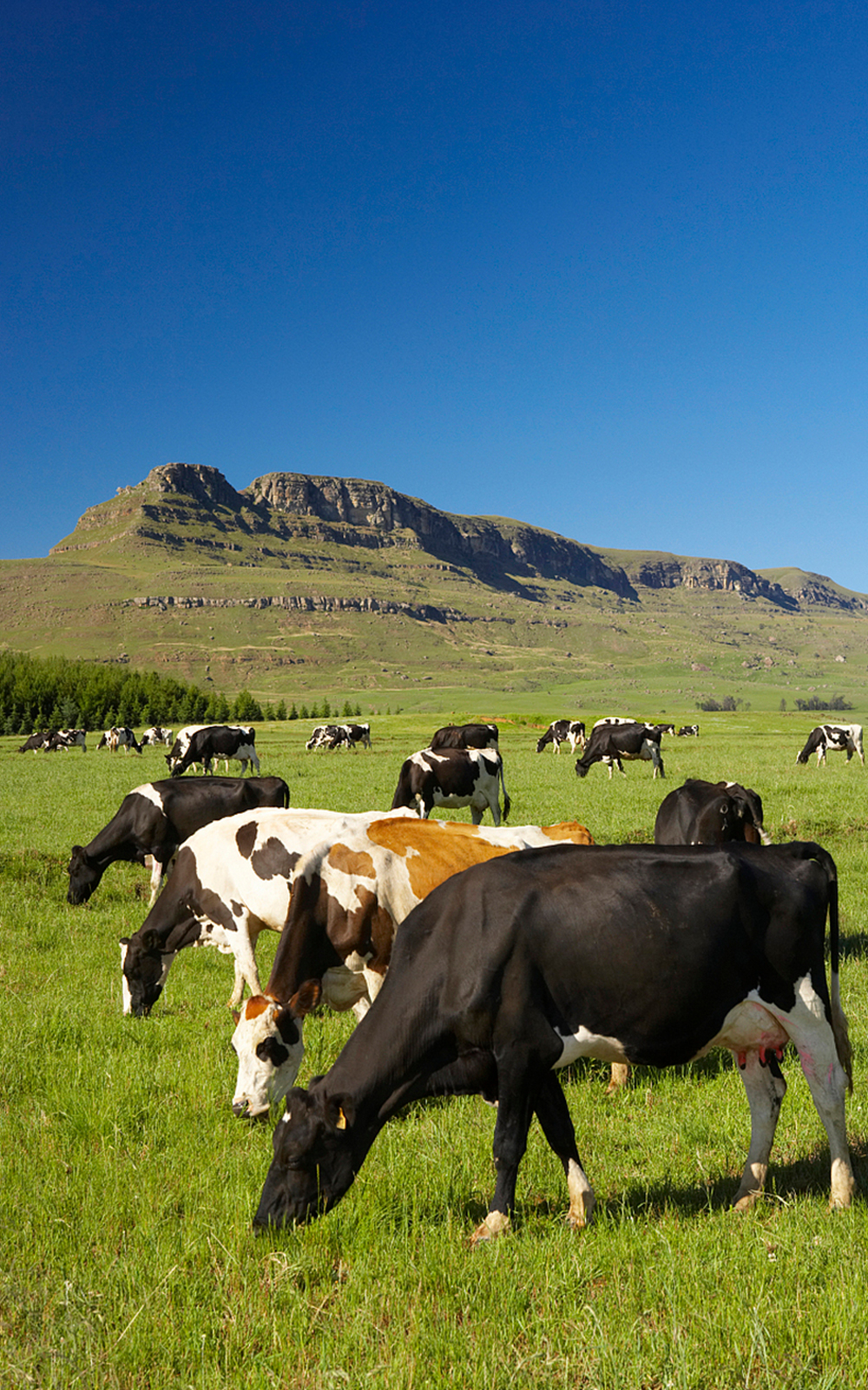 智能畜牧
行业应用